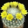 Mammillaria_baumii_1